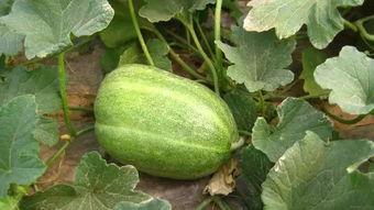 甜瓜最新更新爆料视频,揭秘幕后故事与精彩瞬间